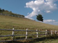 Landscape 1-2  Landscape with lonely tree